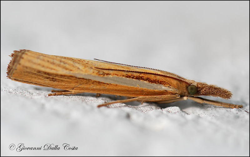 Agriphila tristella